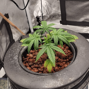 grow marijuana in tight spaces