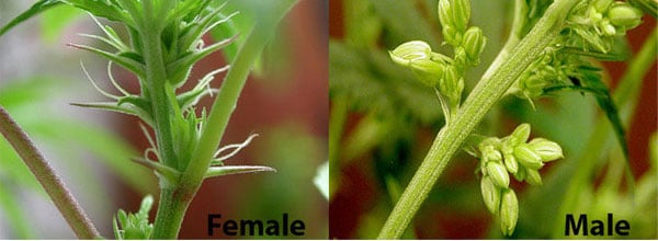 Male vs Female buds