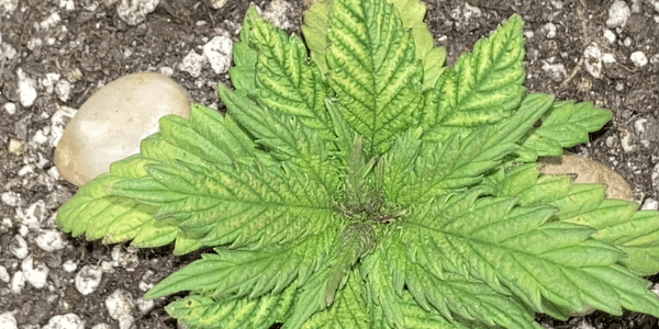 small marijuana plant