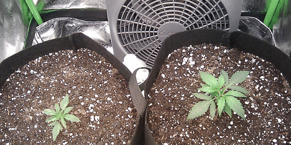 Growing Marijuana in Space Buckets