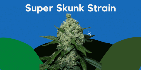 Super Skunk Strain