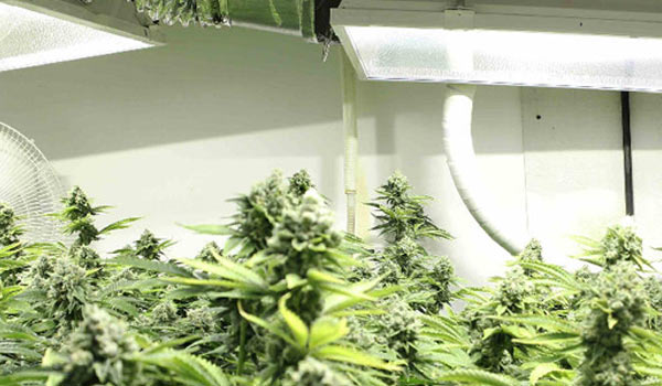 take marijuana plants inside