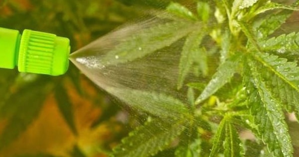 how to foliar feed your marijuana plants