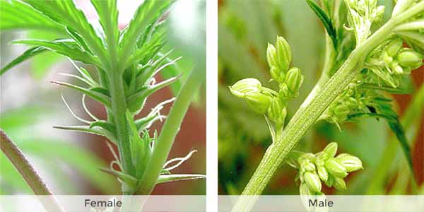 female vs male cannabis plant comparison for crossbreeding