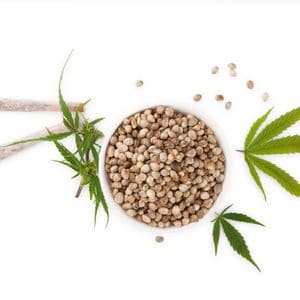 high thc cannabis seeds