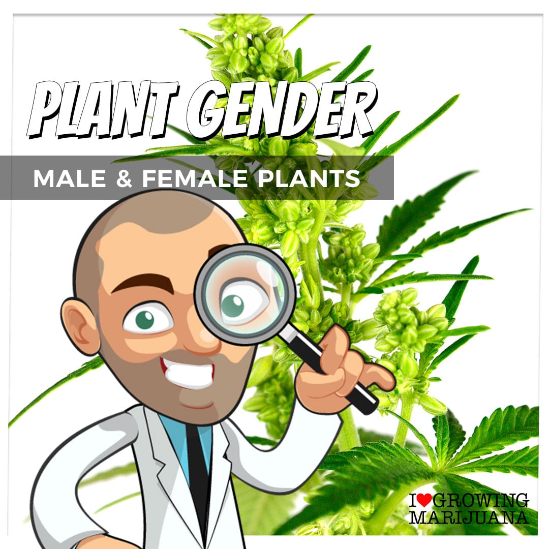 Marijuana gender identification