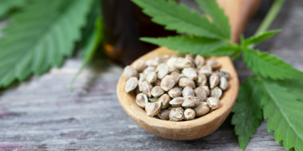 Marijuana Seeds