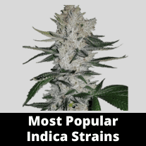 Most Popular Indica Strains