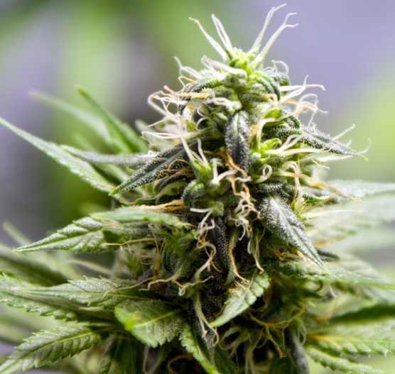 Budding cannabis plant