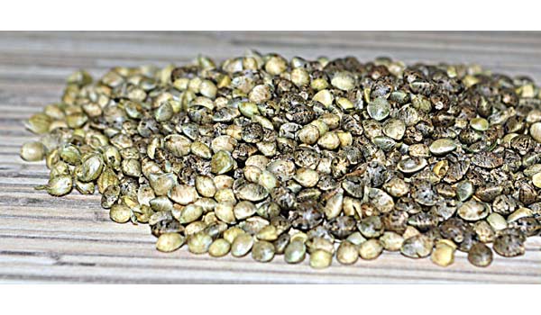 Breeding autoflower seeds