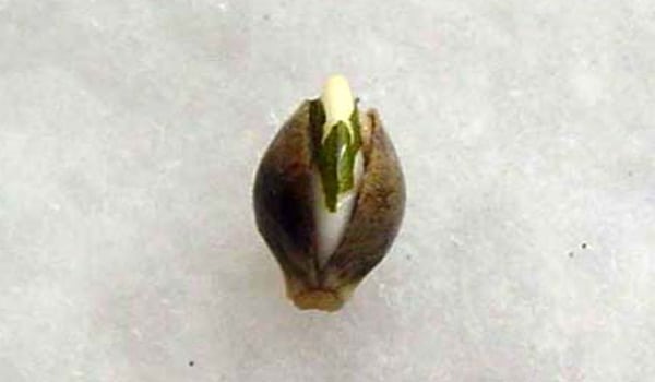 Germinating the marijuana seed