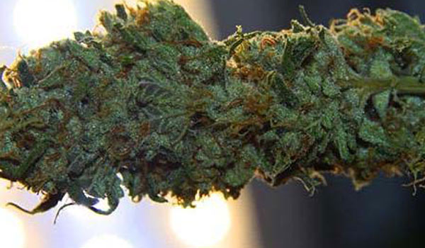 Harvesting and curing the marijuana plant