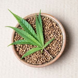 Hybrid Marijuana Seeds