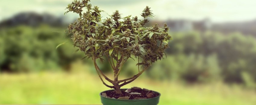 How to Get More Buds Using LST low-stress training