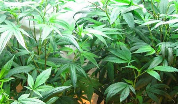 Marijuana plants lighting
