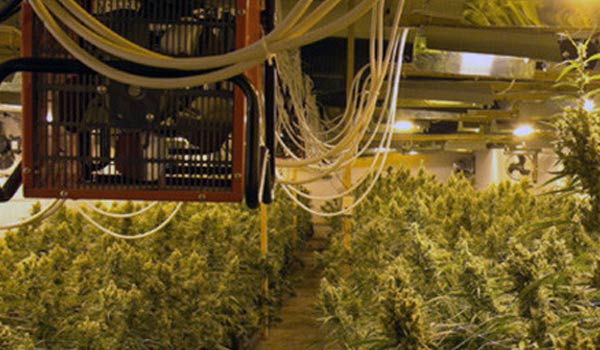 Ventilation system in marijuana grow room