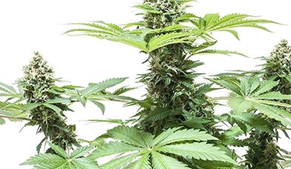 Other aspects to consider when growing one marijuana plant