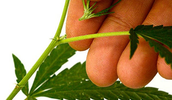 Pruning your marijuana plant