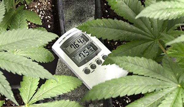 Temperature and humidity for growing marijuana