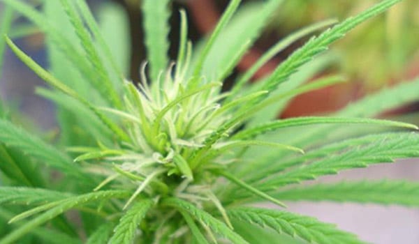 The marijuana flowering stage