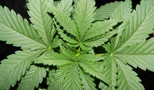 The marijuana vegetative stage