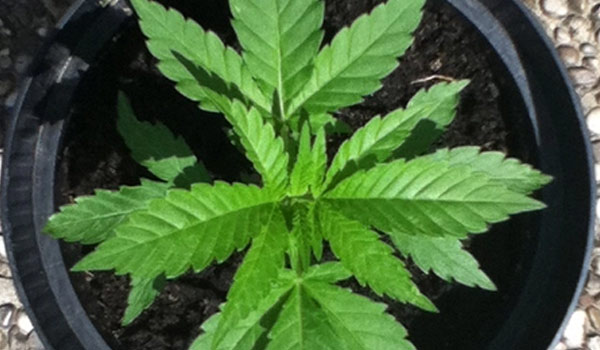 One marijuana plant in soil
