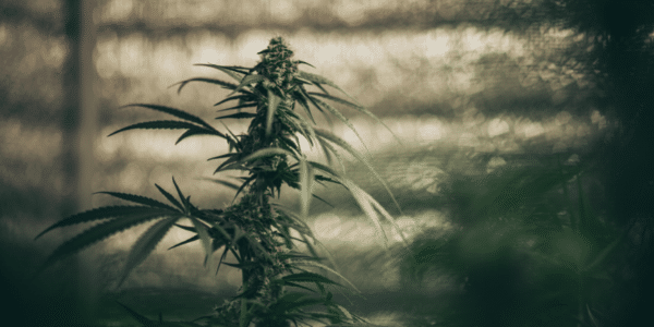 growing-cannabis