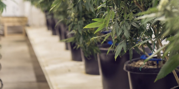 Marijuana grow pots