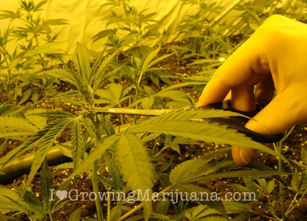 How to top cannabis plants