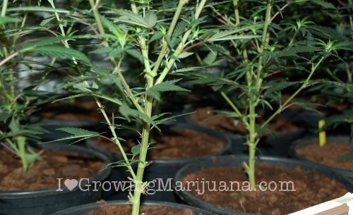 How to prune for marijuana Scrog?