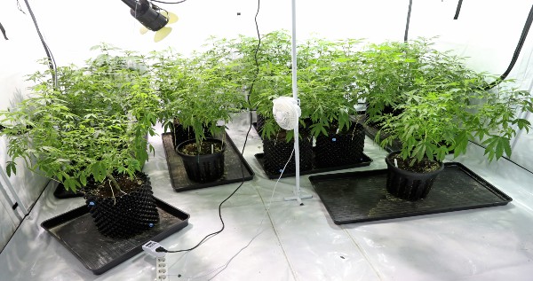 How to Grow Marijuana in a Small Space