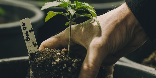 Grow single marijuana plant