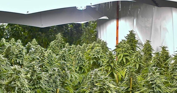 Proper temperature, humidity and nutrients for your marijuana grow room