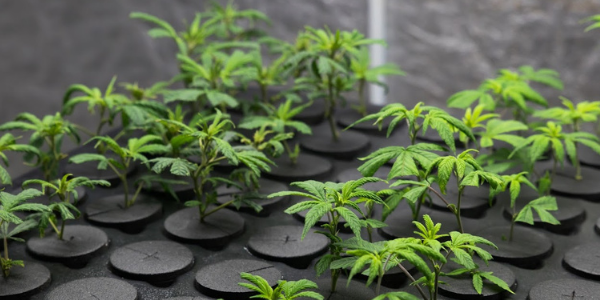 Soilless growing using marijuana nutrients