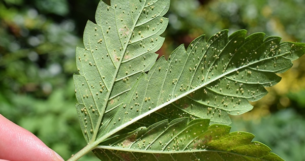 aphids on marijuana plants