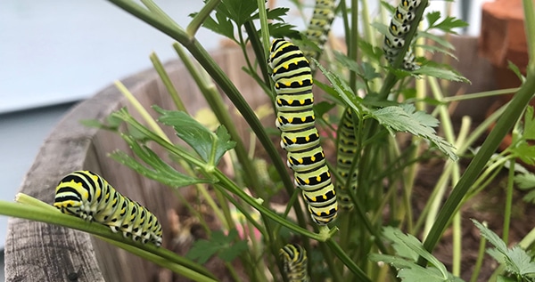 Caterpillar on weed plants