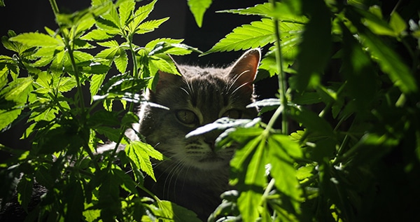 Cats dogs cannabis plants