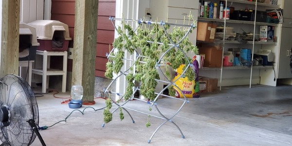 Drying marijuana buds
