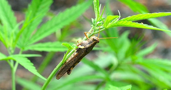 Crickets grasshoppers on cannabis plants
