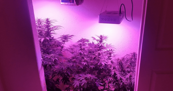 growing cannabis in a closet