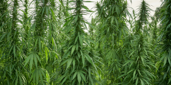 growing high quality marijuana
