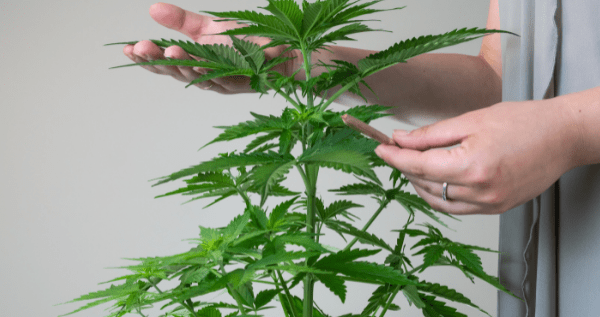 growing marijuana at home