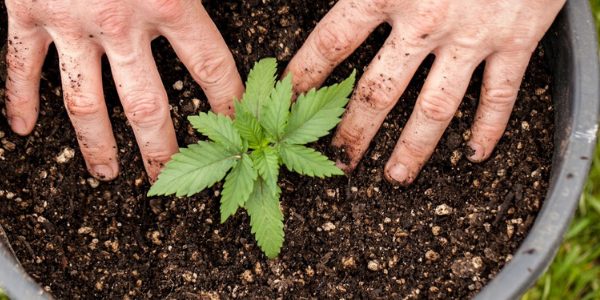 How to grow marijuana at home