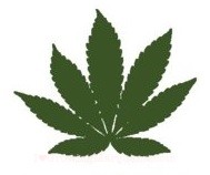 Marijuana Indica Leaf