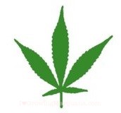 Marijuana ruderalis leaf