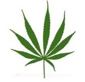 Marijuana sativa leaf