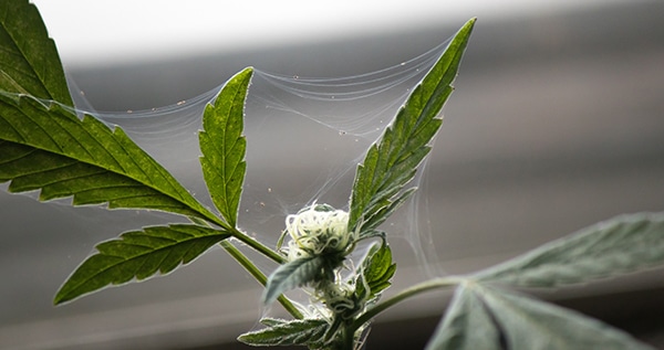Spider mites on cannabis plants