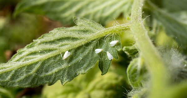 White flies on cannabis plants