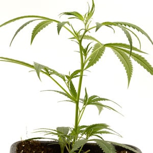 fimming marijuana plant 1