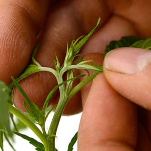 fim marijuana plant 2
